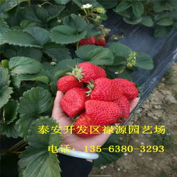 广东露天种植香蕉草莓苗的可行性及种植指南