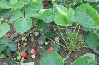 草莓土壤调配与种植指南