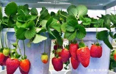 阳台变身草莓园 在家轻松种植美味草莓的完整指南