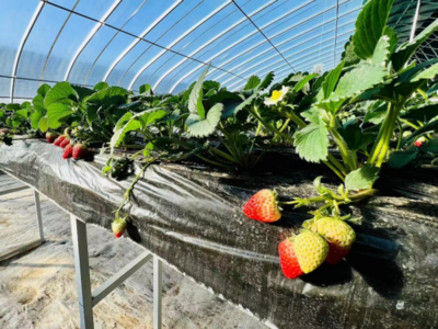 北京大兴榆垡 头茬草莓“抢鲜”上市，科技与匠心共绘甜蜜画卷