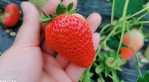 草莓的妙香之旅——探访刘家峡草莓种植基地