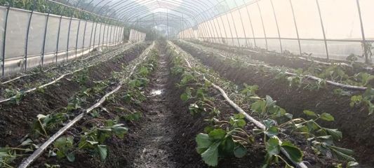 织金县马场镇 秋播正当时，草莓种植忙