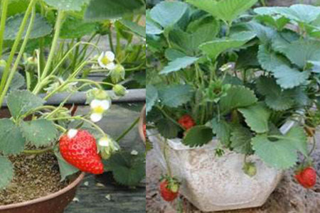 盆栽草莓种植全攻略 掌握关键步骤，收获美味果实