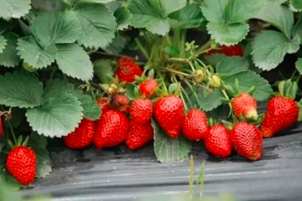 从选苗到丰收 家庭草莓种植完全指南