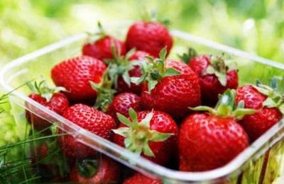 快到种植草莓的季节,草莓最合适的环境条件有哪些?如何种植草莓