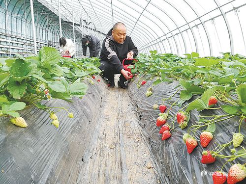 村集体种植草莓