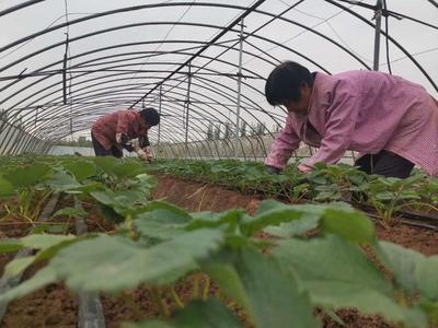 沁阳柏香镇:草莓种植开辟产业扶贫新路径