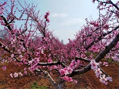 发展工厂化高效农业 汝州凤凰山生态产业园“先试先行”草莓种植