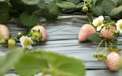 崇明草莓采摘攻略 收藏那一抹甜蜜的采摘体验